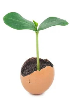 Green plant sprouting from the ground in an eggshell Green plant sprouting... Foto stock