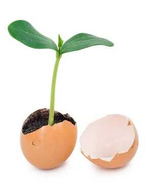 Green plant sprouting from the ground in an eggshell Green plant sprouting... Foto stock