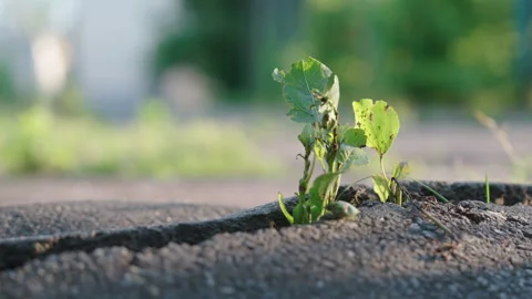 Green Plant Sprouting Through Crack in Asphalt Close-Up Parallax Shot | Nature 库存影片 336697715