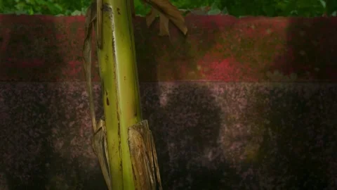 Green Plant Stem in Sunlight Casting Shadows on Weathered Outdoor Wall Stock Footage 344486146