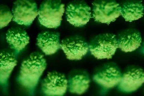 Green plant structures under microscope Foto stock