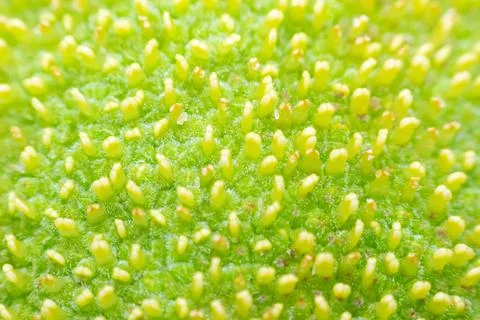 Green Plant Surface Macro with Tiny Buds Stockfoto's