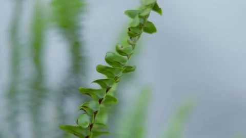 Green Plant Swaying in Spring Wind Horizontal Nature Video 스톡 동영상 331925893