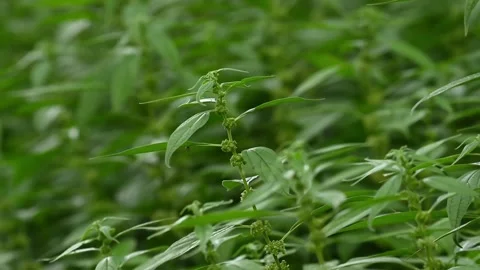 Green Plant Swaying in the Wind – Close-Up Nature Footage Stock Footage 345230150