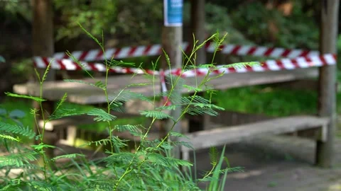 A green plant is sways in the wind with a closed picnic are in the background. Stock Footage 133620862