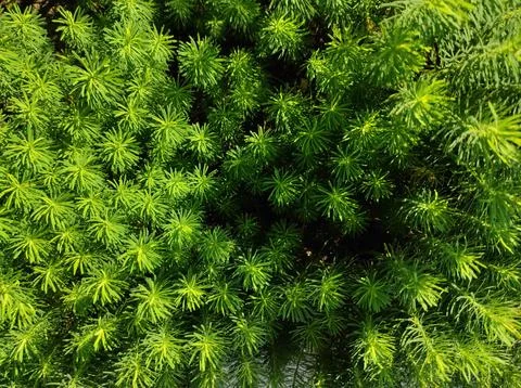 Green plant texture. algae texture. needle plant texture. green texture. mo.. Foto stock