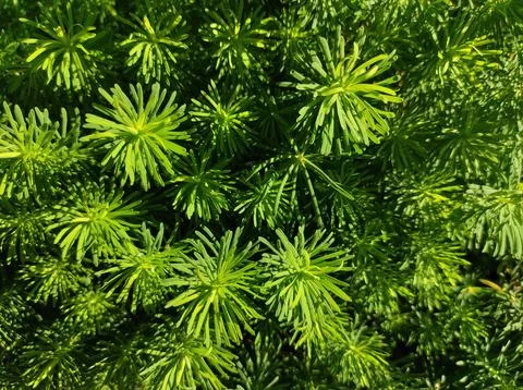 Green plant texture. algae texture. needle plant texture. green texture. mo.. Stock Photos