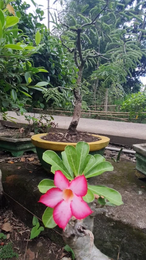 Green plant texture in the yard Stock Footage 329373946