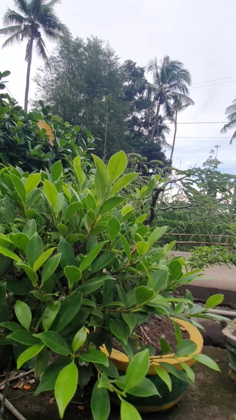 Green plant texture in the yard Stock Footage 329373952