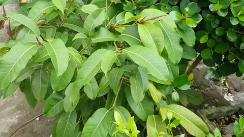 Green plant texture in the yard Stock Footage 329374354