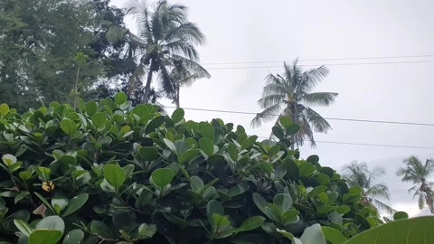 Green plant texture in the yard Stock Footage 329374357