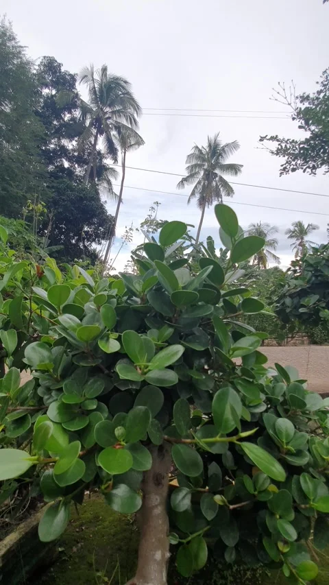 Green plant texture in the yard Stock Footage 329374403