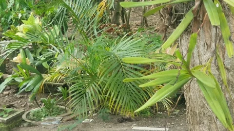 Green plant texture in the yard Stock Footage 329374407