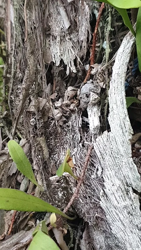 Green plant texture in the yard Video stock 329374449