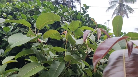 Green plant texture in the yard Stock Footage 329374506