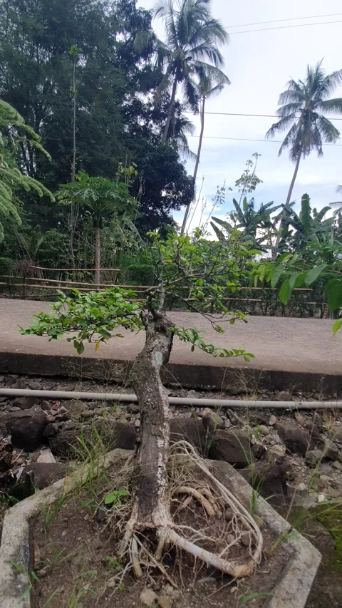 Green plant texture in the yard Stock Footage 329374545