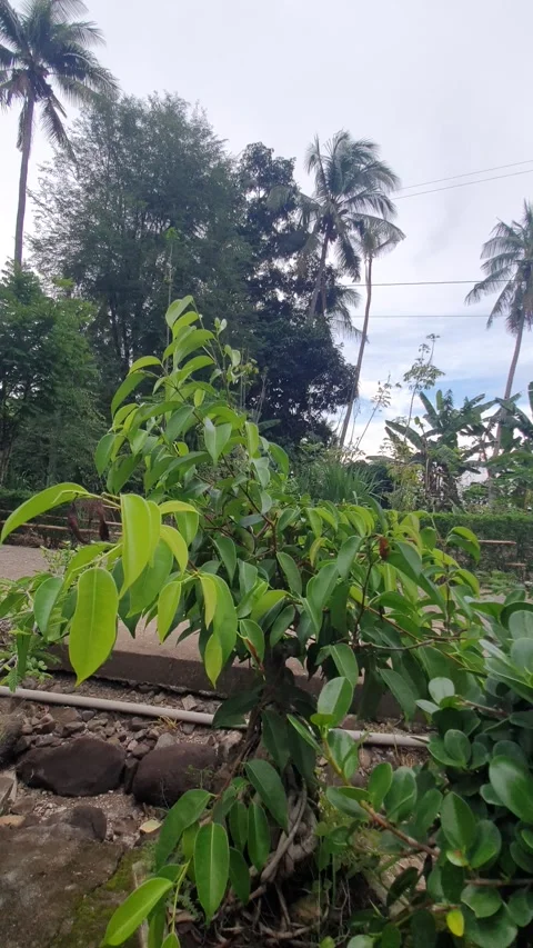 Green plant texture in the yard Stock Footage 329374563
