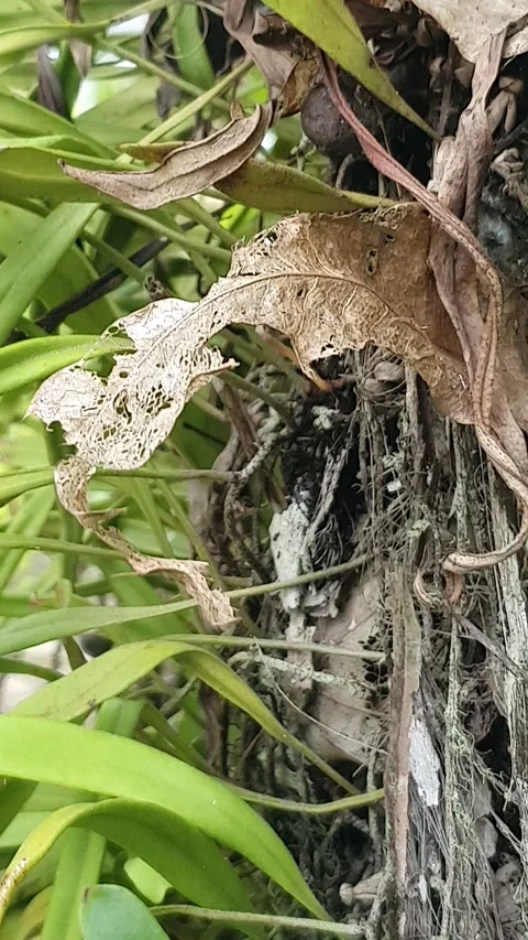 Green plant texture in the yard Stock Footage 329374572