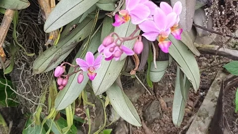 Green plant texture in the yard Video stock 329374583