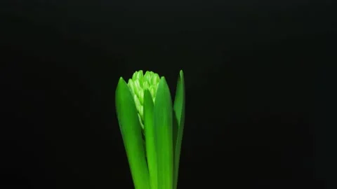 Green plant Time Lapse Stock Footage 137720422