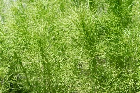 Green plant tree background texture Stock Photos