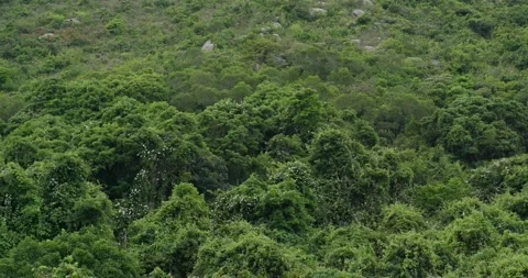 Green plant tree on forest Stock Footage 132088901