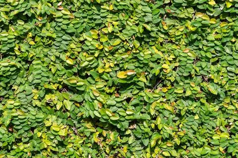 Green plant tree wall background texture Stock Photos