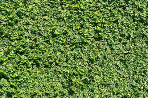Green plant tree wall background texture Stock Photos