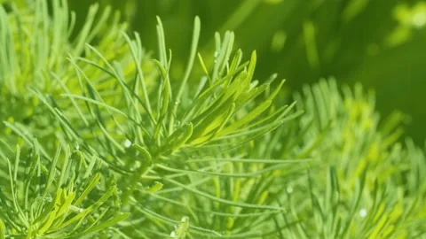 Green plant under rain Stock Footage 135325530
