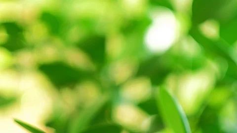 Green Plant Video Stock Footage 86320962