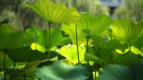 Green plant video Stock Footage 314908822