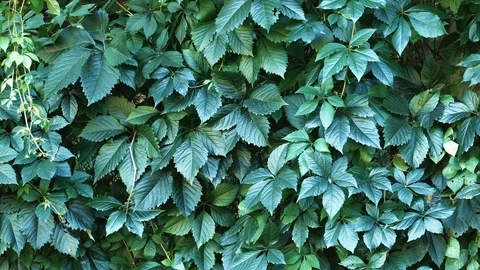 Green plant wall background as backdrop for design, green leaves Stock Footage 99200403