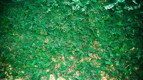 Green plant wall background Stock Photos