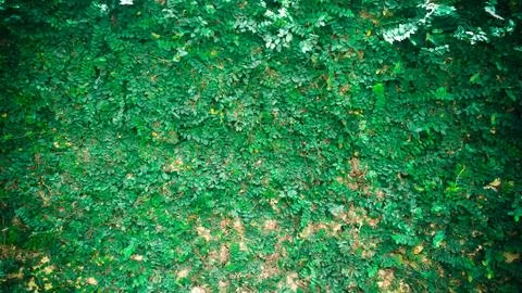 Green plant wall background Stock Photos