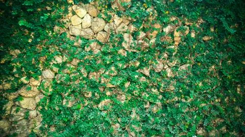 Green plant wall background Stock Photos