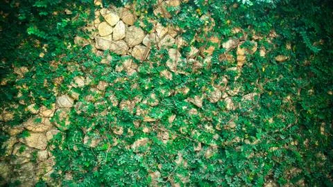 Green plant wall background Stock Photos