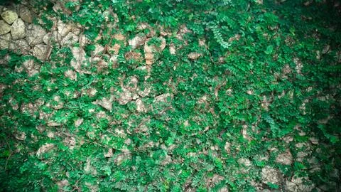 Green plant wall background Stock Photos