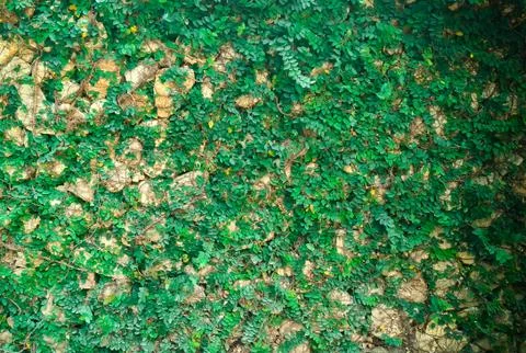 Green plant wall background Stock Photos
