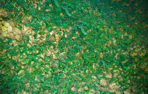 Green plant wall background Stock Photos