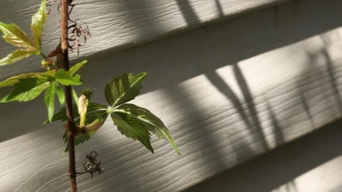 Green plant on the wall Video stock 187717256