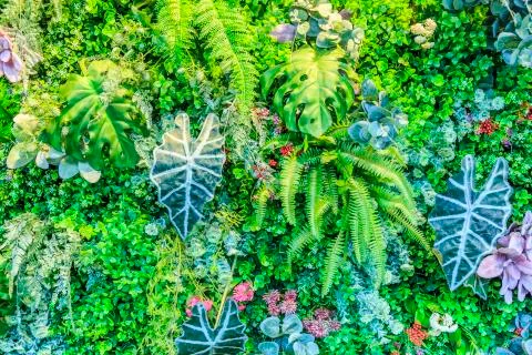 Green plant wall Stock Photos