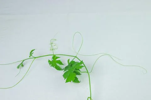 Green plant on a white surface. Twining plant on a white background.  Stock Photos
