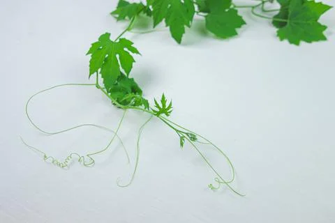 Green plant on a white surface. Twining plant on a white background.  Stock Photos