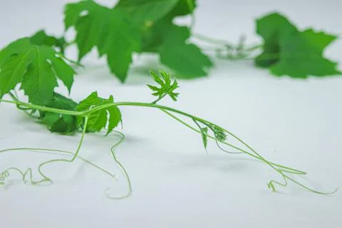 Green plant on a white surface. Twining plant on a white background.  Stock Photos