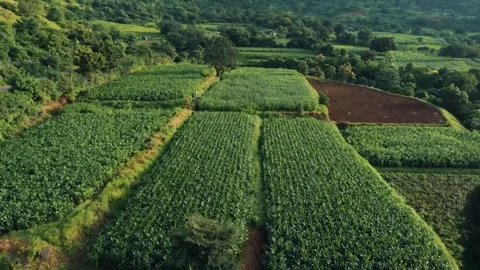 Green plantation, Fields view from air with drone camera, fields in mountains. Stock Footage 285926586
