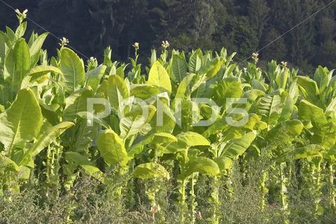 Green plantation tobacco crop southeast styria Stock Photos