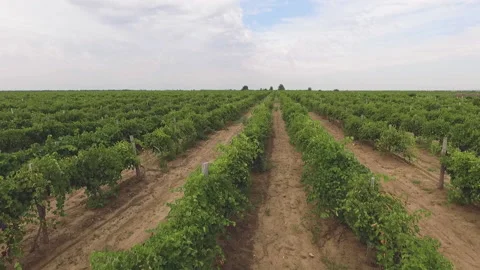 Green planted vegetable beds in summer Stock Footage 153026692