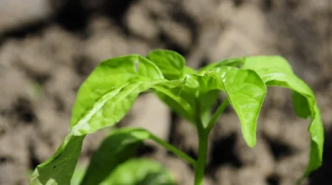 Green Plants 2 Vídeos de archivo 49586210