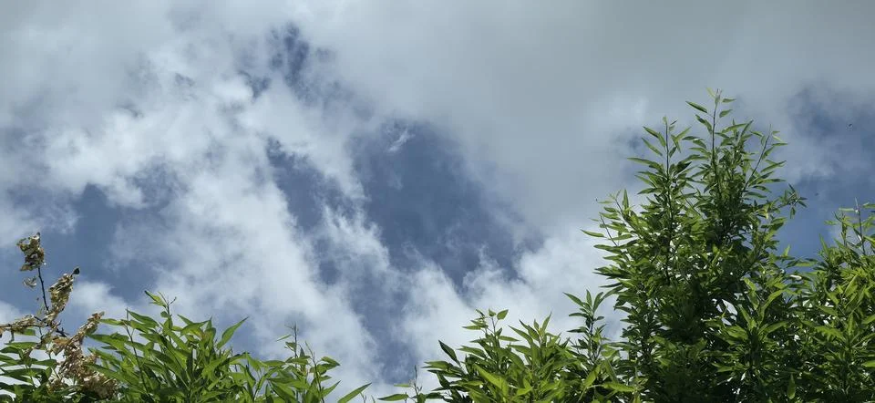 Green Plants Against Dramatic Cloud Sky Stock Photos