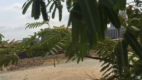 Green Plants Against Wind, Phnom Penh Cambodia IMG 2613 Stock Footage 120098981
